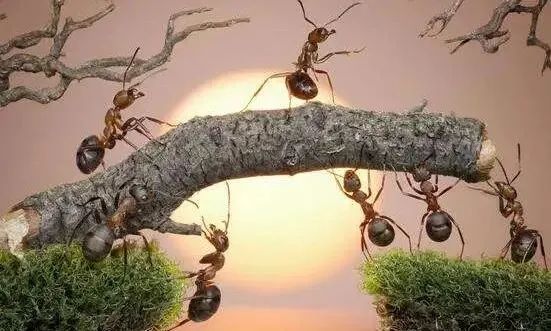 西珲两队交战如热锅上蚂蚁，胜负悬念难测的简单介绍