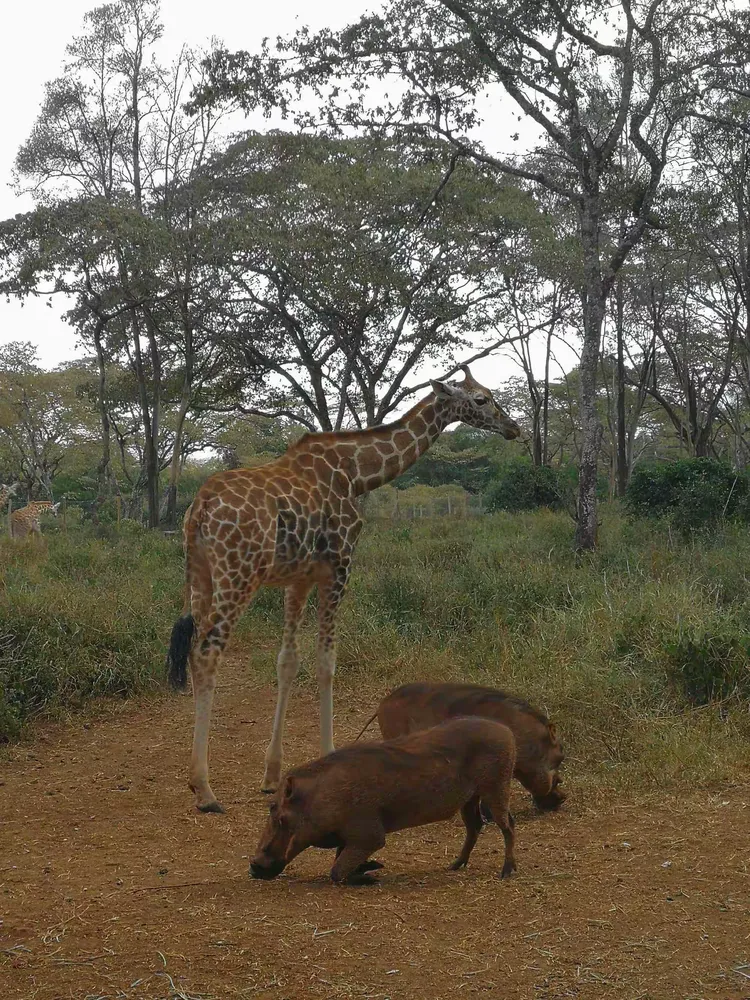 开云官网-肯尼亚篮球联赛决赛，内罗毕精英队夺得冠军