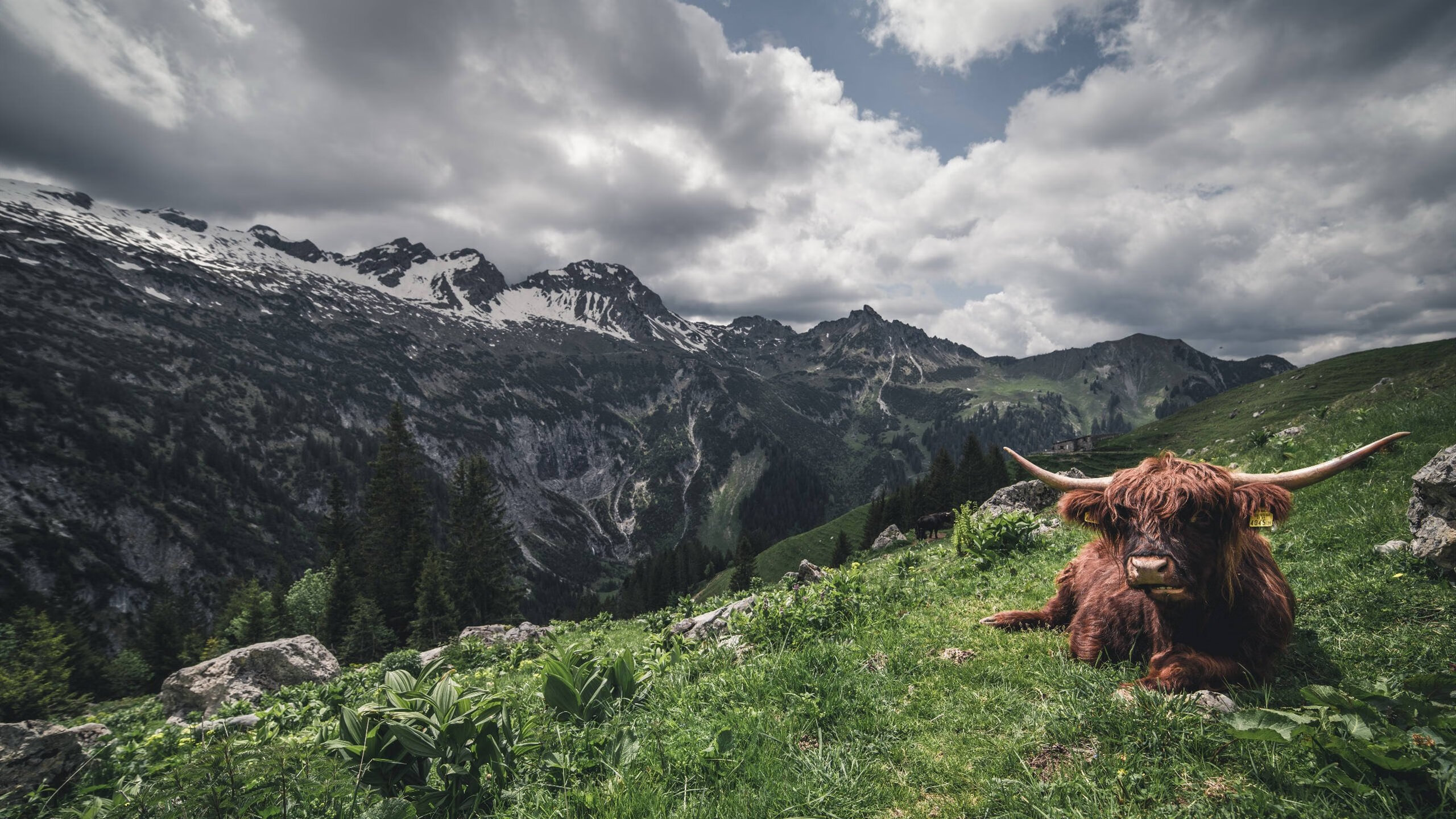 开云下载-英超争冠夜拉梅洛双面统治