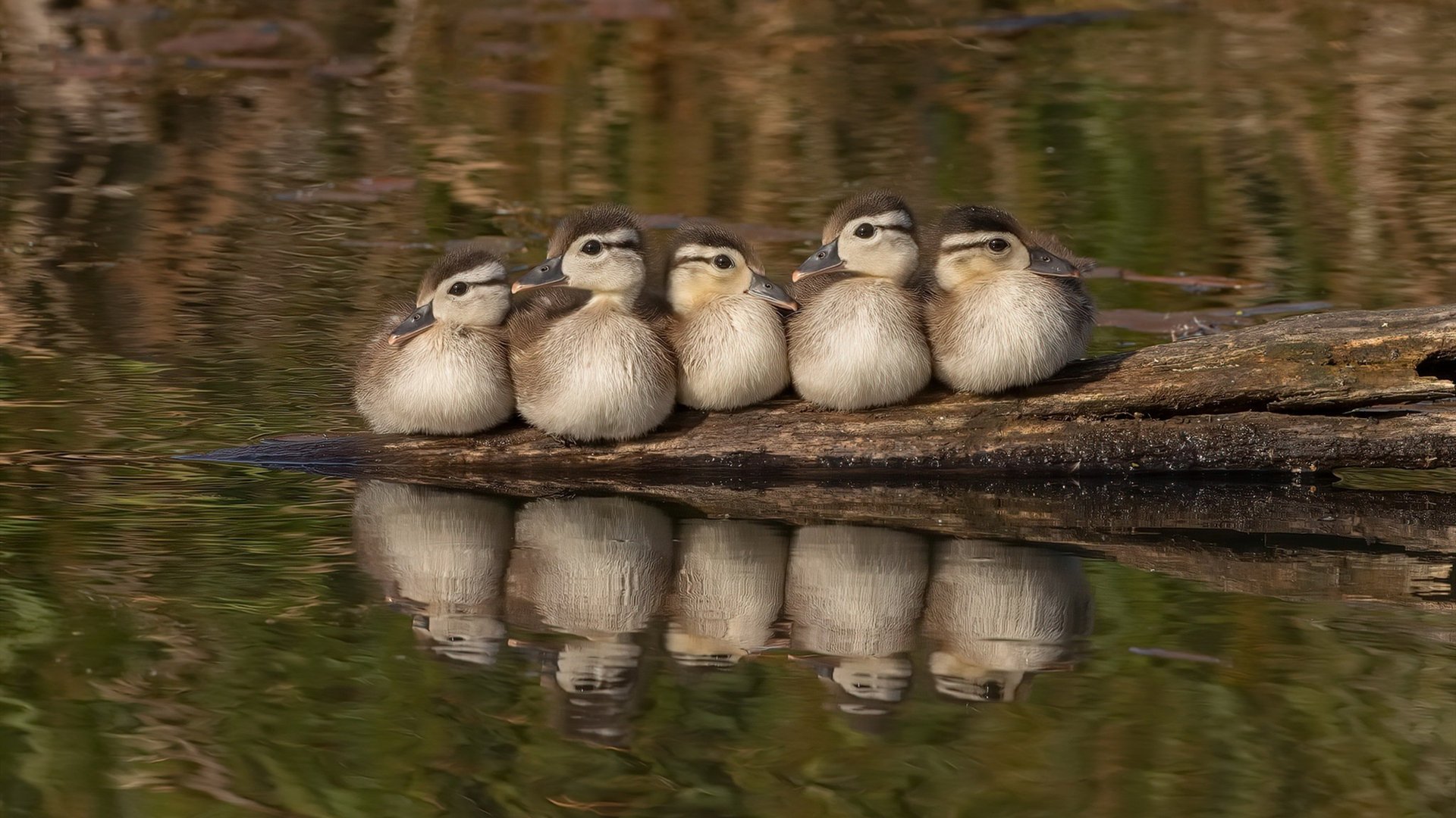 乔治掌控全局,当黄蜂对阵北京队,他让时间成为武器