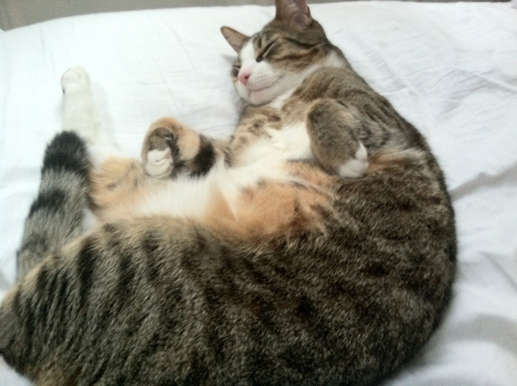 极速狂飙与绿茵炼狱，贝林厄姆如何彻底撕裂F1争冠之夜的防线