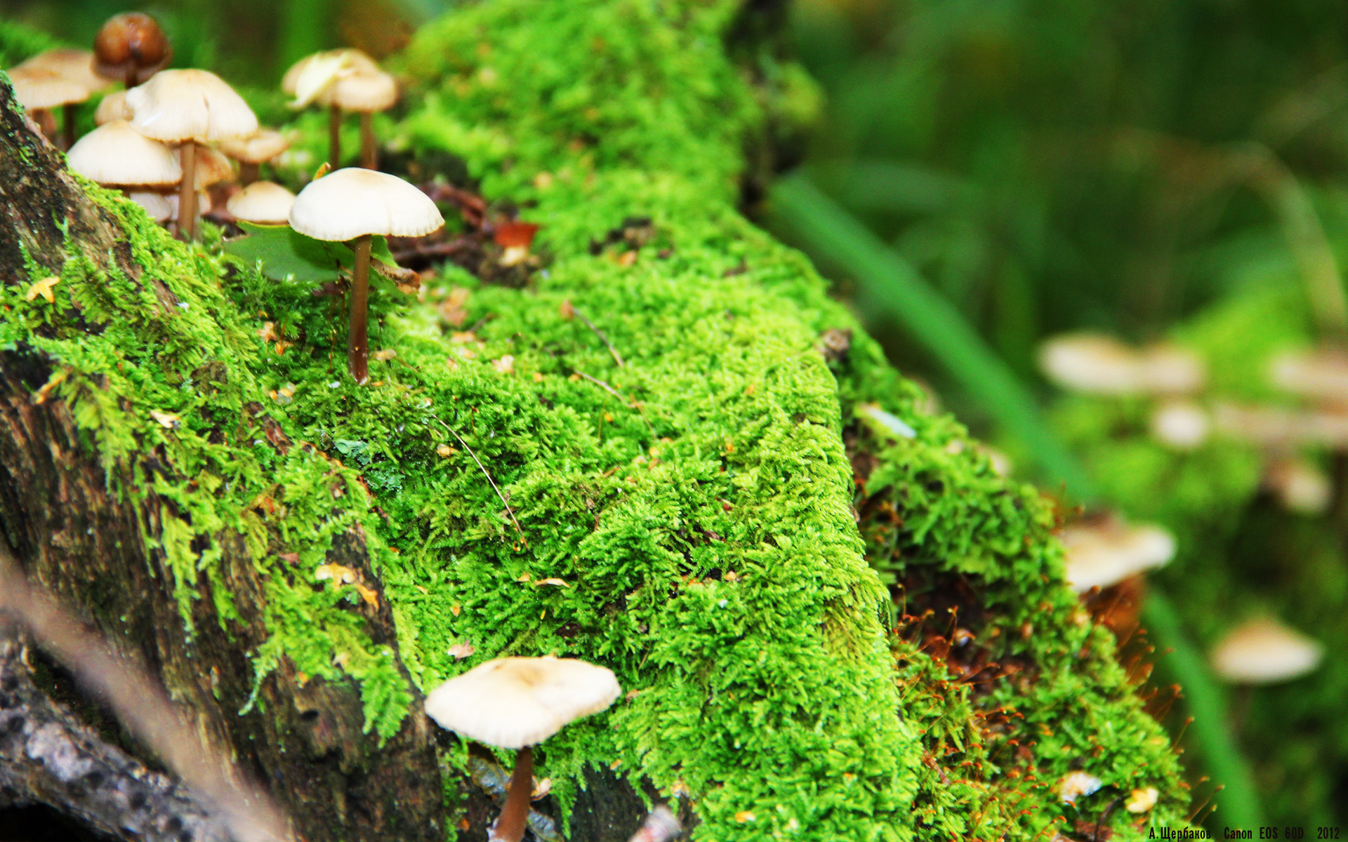 命运齿轮，F1巴林轰鸣中的吉林号收割时刻