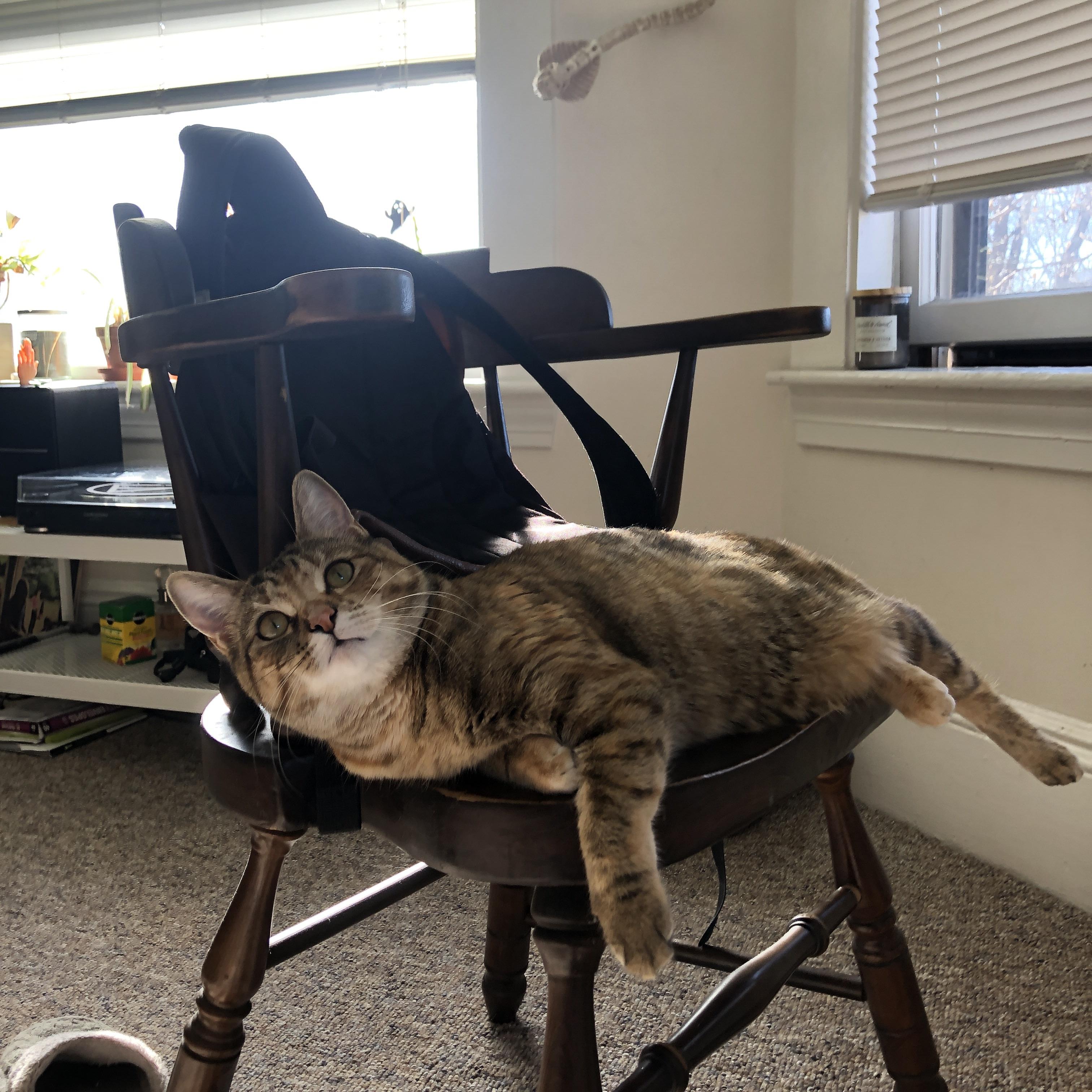 北欧风暴席卷亚平宁，哈兰德关键两球助丹麦球队压制佛罗伦萨