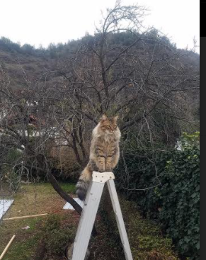 开云体育-斗牛士收割波斯铁骑，C罗关键先生定乾坤