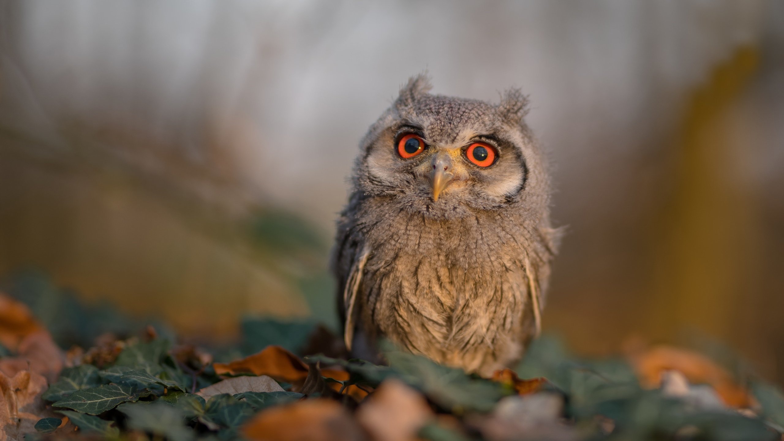 开云下载-生涯之夜！霍勒迪统治攻防助猛龙力克尼克斯