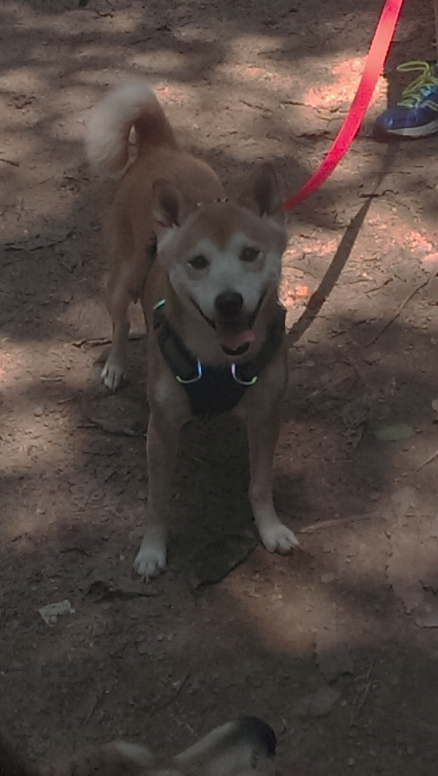 开云体育登录-活塞爆冷！浓眉定乾坤，勇士王朝的最后一块砖松动了？