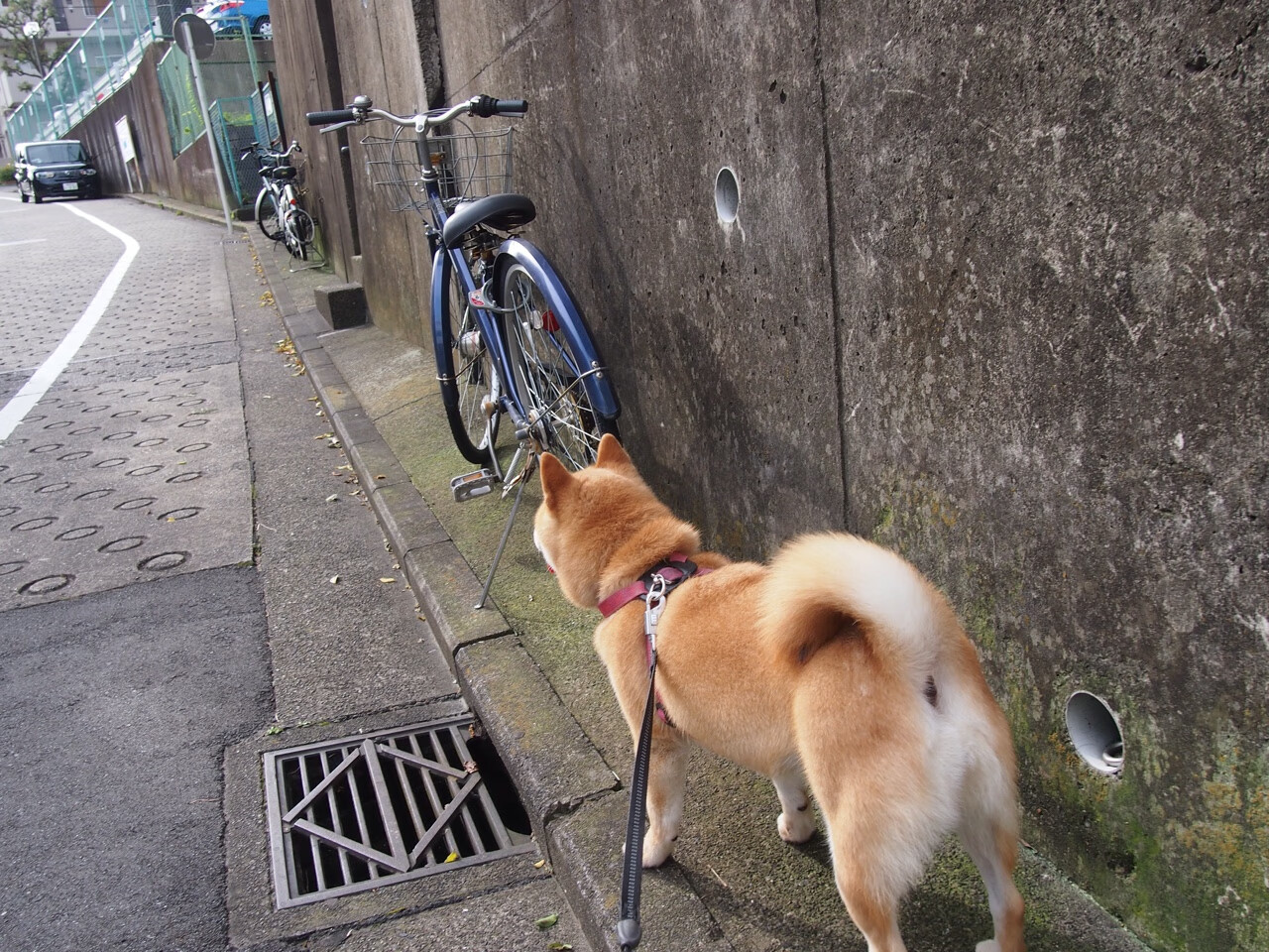 魔术闪电战击溃骑士，武切维奇全能表现定乾坤