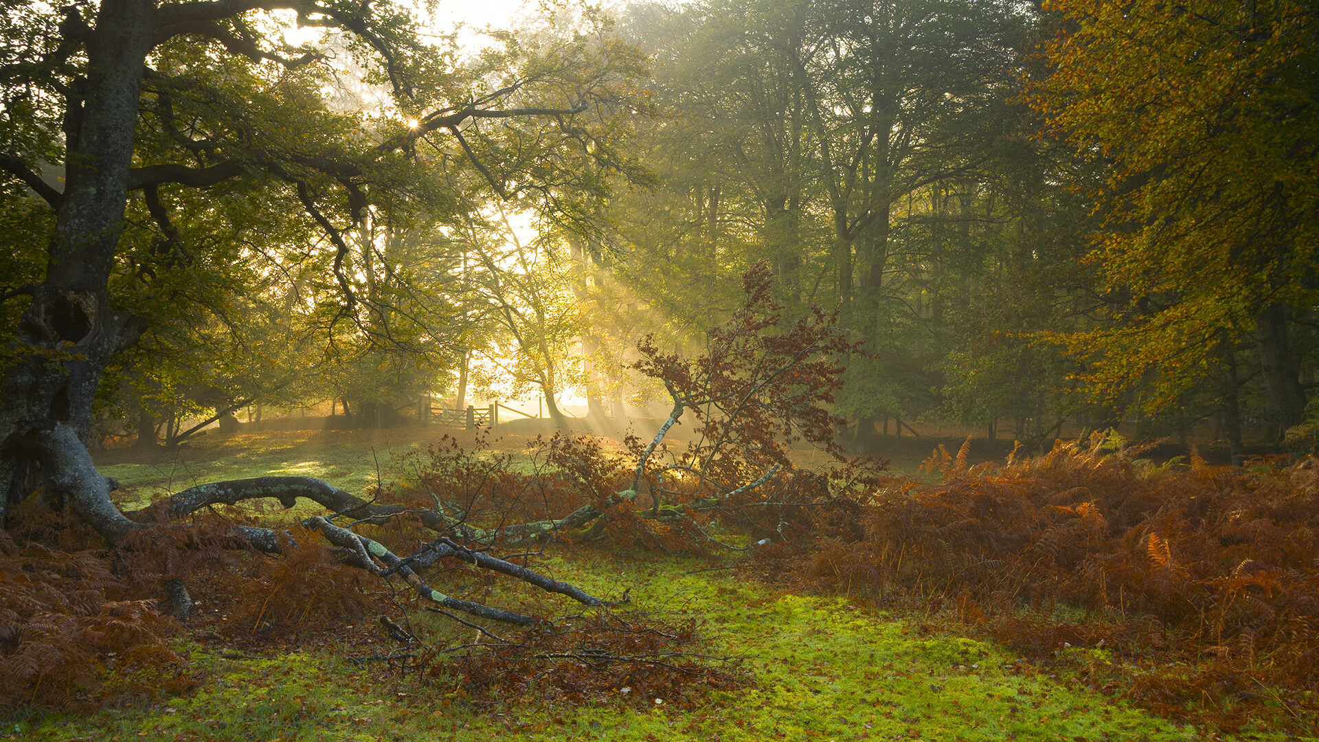 哈利伯顿爆发，那束穿透魔术迷雾的团队之光