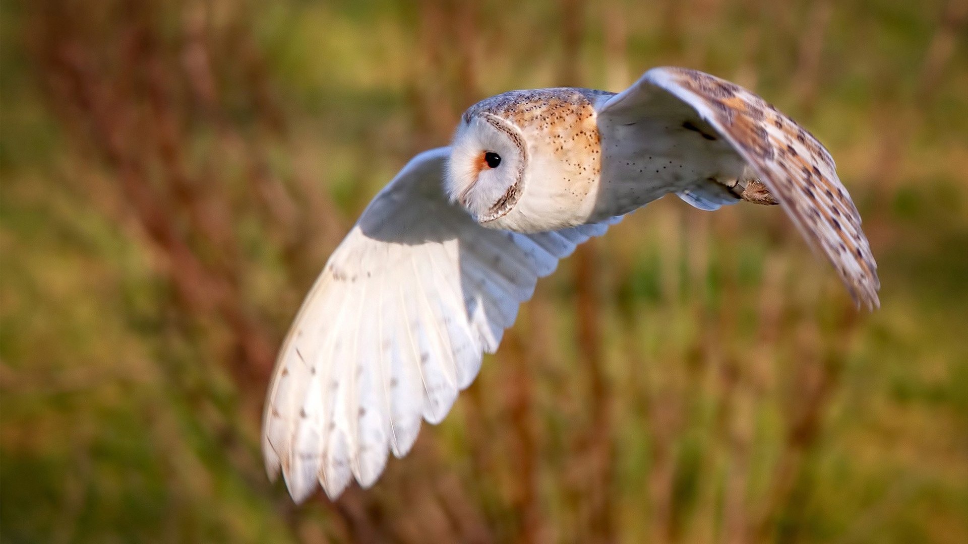 吉林队收割雷霆，当CBA巨人杀手掀翻NBA未来帝国，文班亚马的关键是选择成为英雄