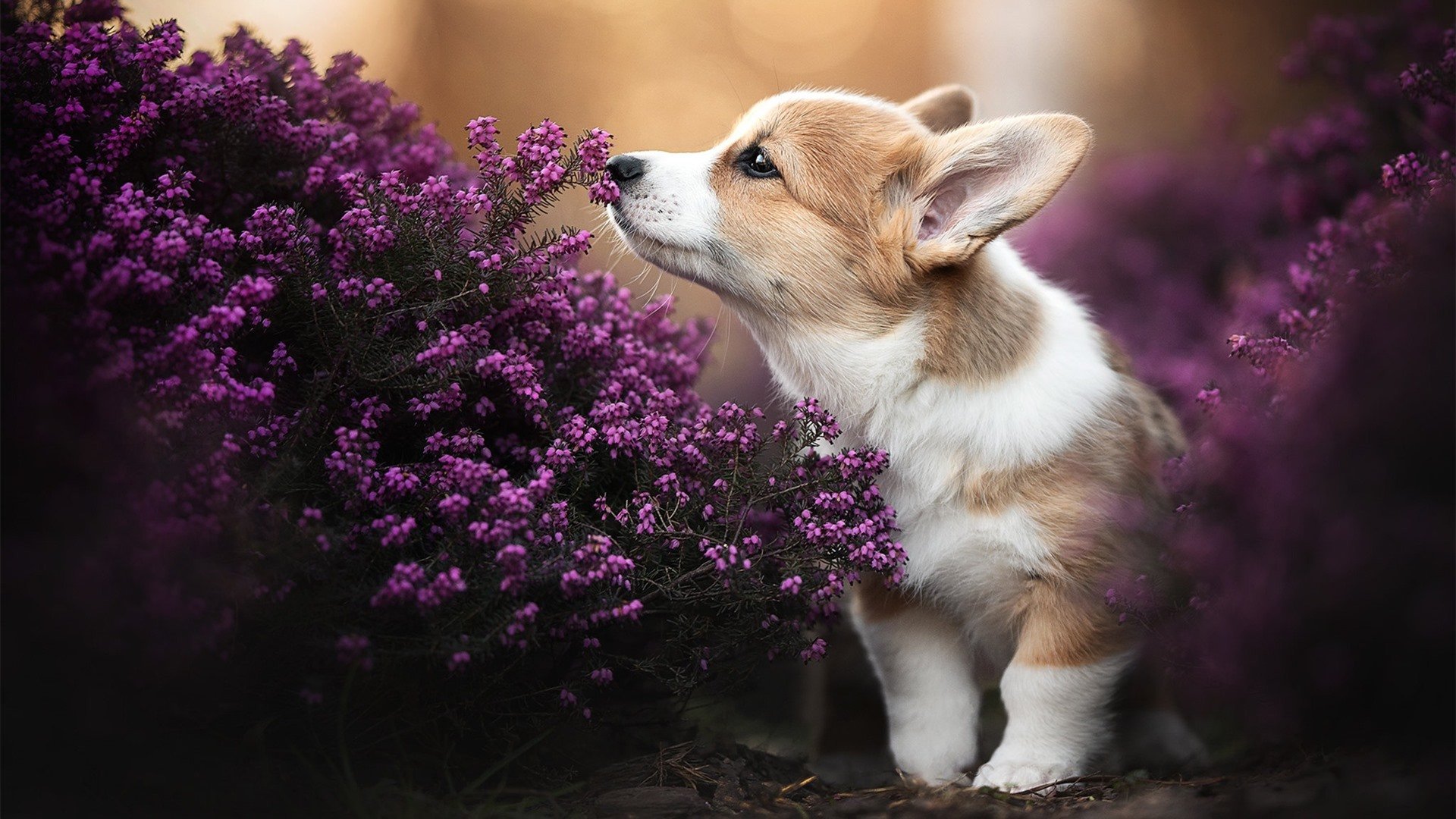 开云体育下载-克莱攻防两端统治，北京队加时鏖战力克雄鹿